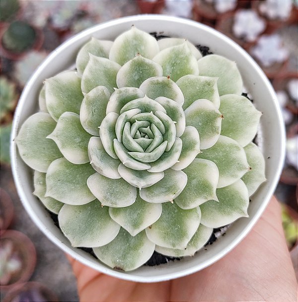 E. ONSLOW VARIEGATA  POTE 9