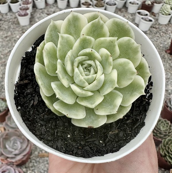 E. ONSLOW VARIEGATA (POUCA RAIZ) POTE 9