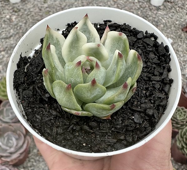 E. CHIHUAHUENSIS VARIEGATA POTE 9 (POUCA RAIZ)