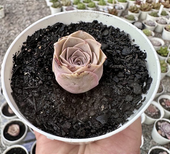 GREENOVIA PINK POTE 9 (POUCA RAIZ)
