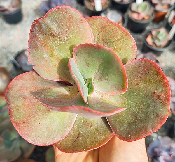 E. COPAHUE POTE 9