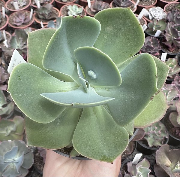 E. GIBB. PAPAGENO POTE 11