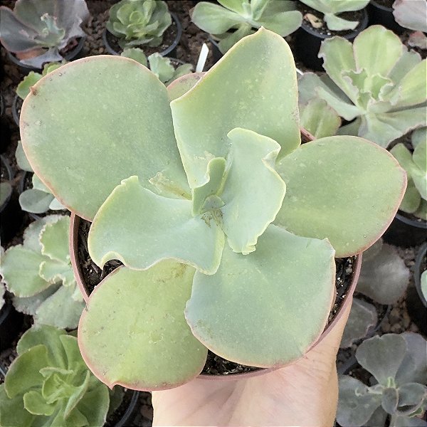 E. GIBB. LEMON ROSE POTE 11