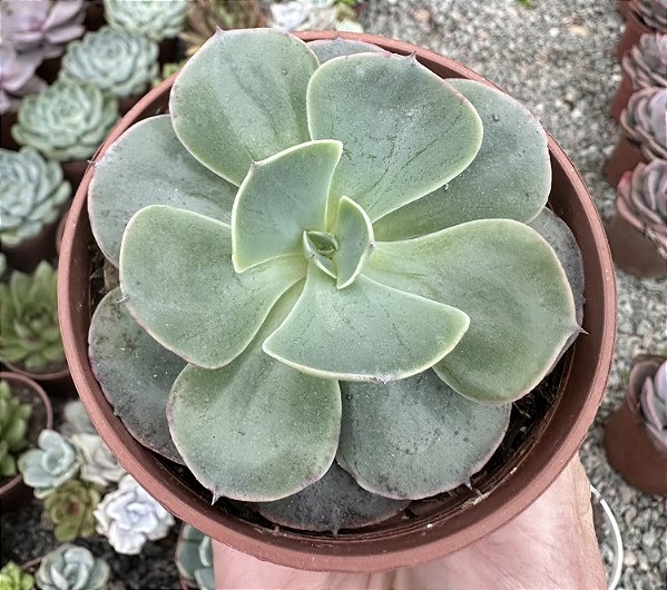 E. GIBB. ELEKTRA (CARÚNCULAS) POTE 9