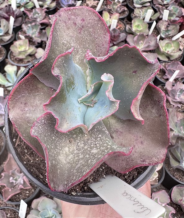 E. GIBB. CUENCA (CARÚNCULAS) POTE 11