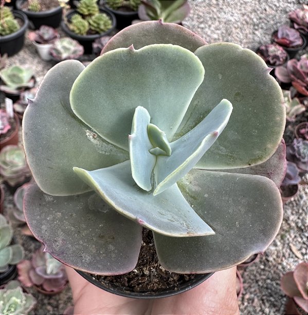 E. GIBB. OCEAN BLUE(CARÚNCULAS) POTE 9
