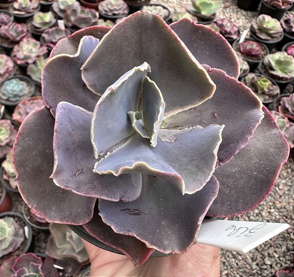 E. GIBB. ZIHE IMPORTADA (CARÚNCULAS) POTE 11