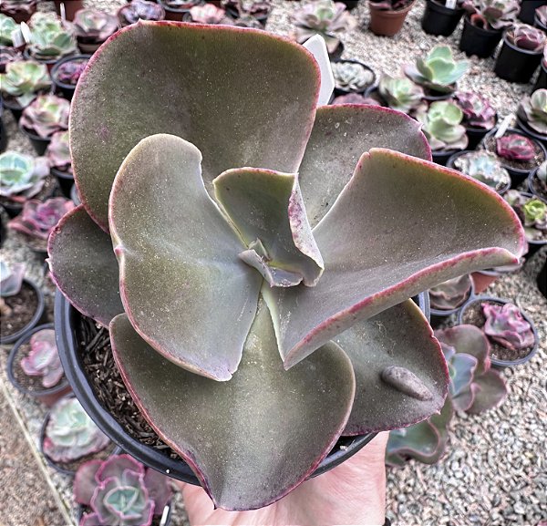 E. GIBB. MAGIC LAMP (CARÚNCULAS) POTE 11