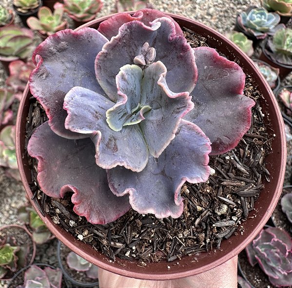 E. GIBB. VISTA (CARÚNCULAS) IMPORTADA POTE 11