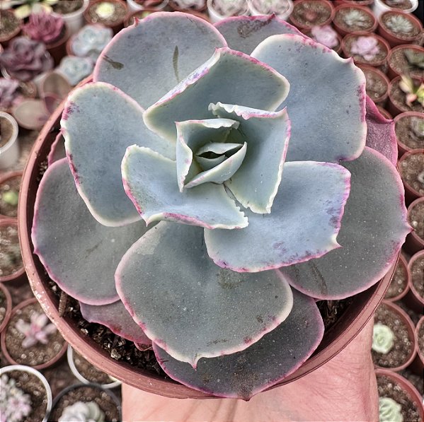 E. GIBB. SAHARA POTE 9