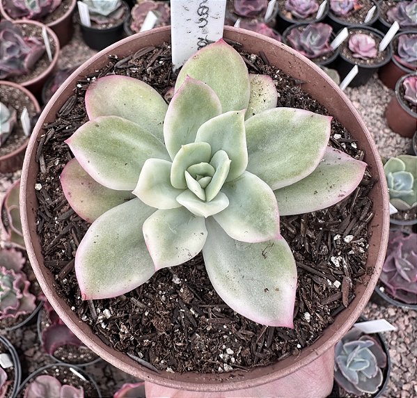E. LEMON LIME VARIEGATA  POTE 11