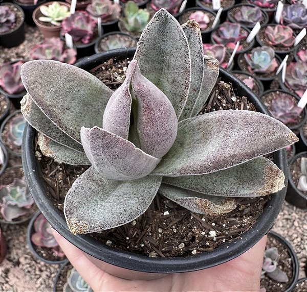 C. GARNET LOTUS POTE 9