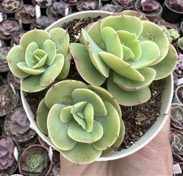 E. MOMOCA  COLÔNIA POTE 9