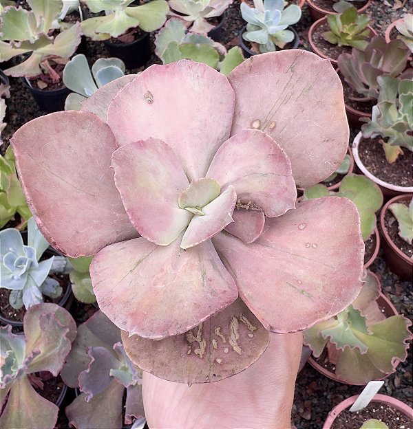 E. ONLY ONE POTE 9 (leve manchinhas nas folhas)