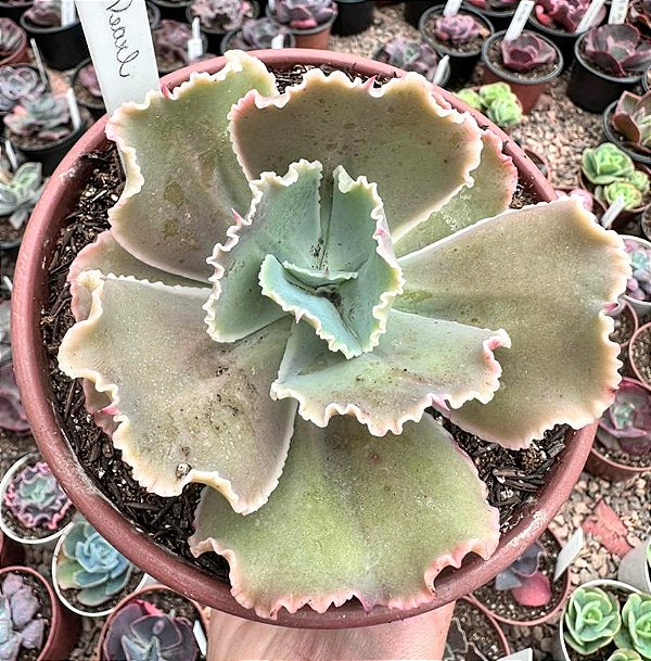 E. GIBB. PEARL POTE 15