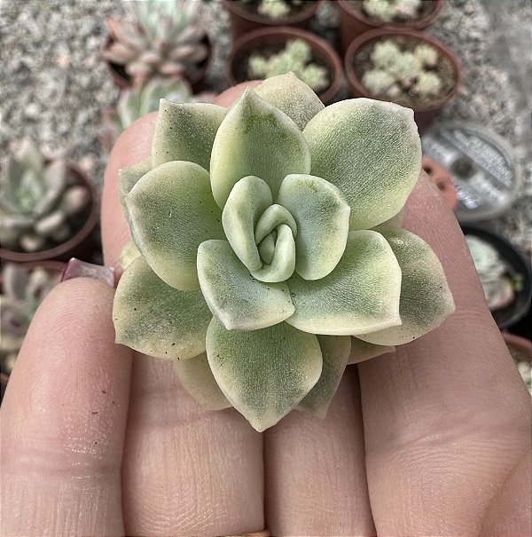 G. FANTOME VAR. SEM RAIZ