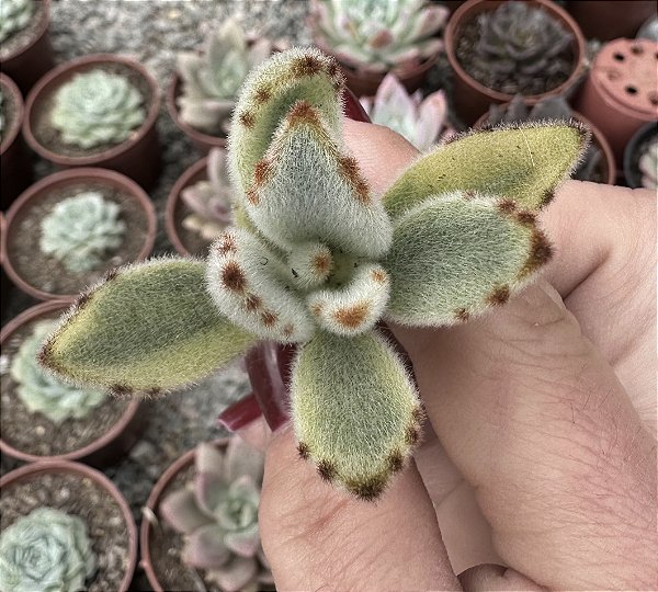 K. TOMENTOSA VAR. SEM RAIZ