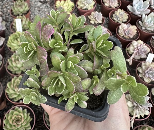 PORTULACA OLERACEA VAR. POTE 7
