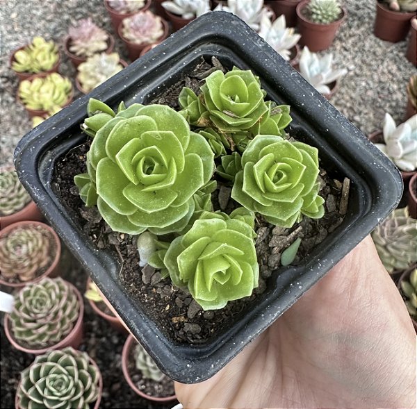 OROSTACHYS MALACOPHYLLA POTE 7