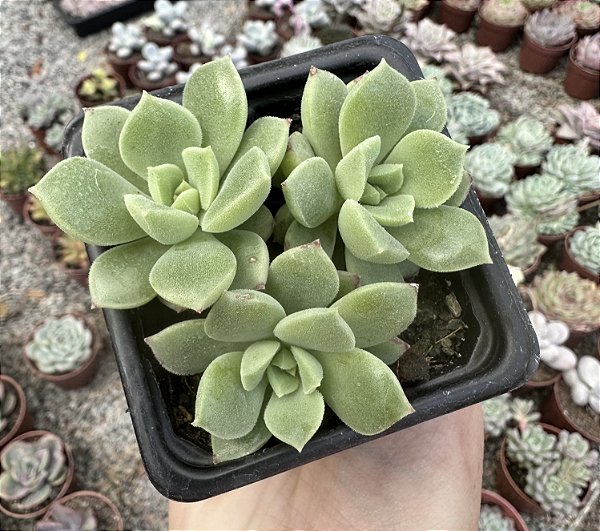 E. SUGARED POTE 7
