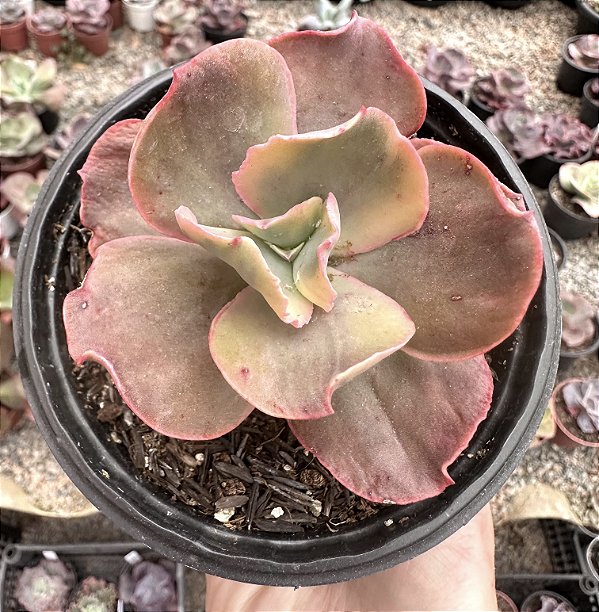 E. ROSE ROCK VAR. POTE 11