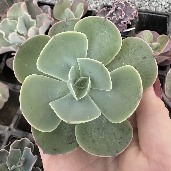 E. GIBB. ELEKTRA CARUNCULAS SEM RAIZ