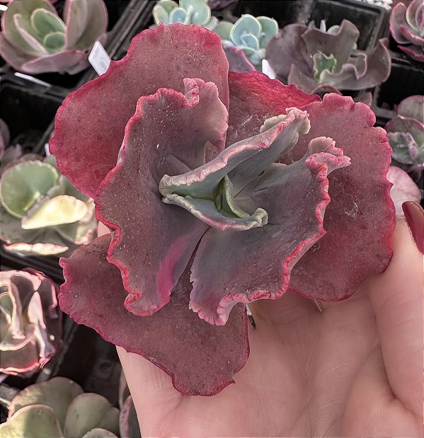 E. GIBB. SCARLET BLISS (CARÚNCULAS)  SEM RAIZ