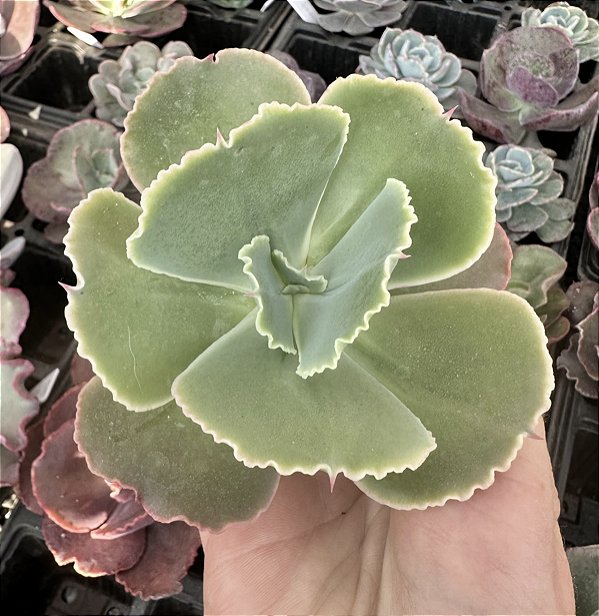 E. GIBB. PEARL (CARÚNCULAS) SEM RAIZ