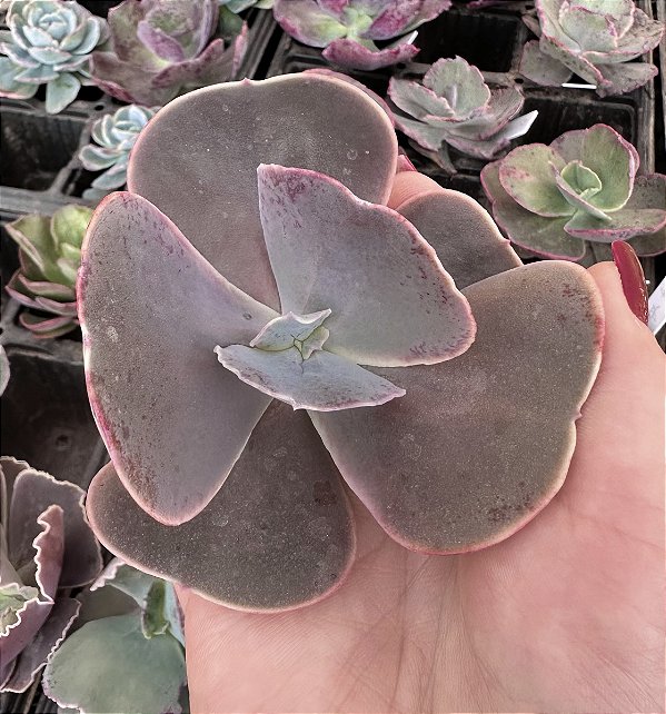 E. GIBB. PURPLE CHAMPAGNE IMPORTADA SEM RAIZ