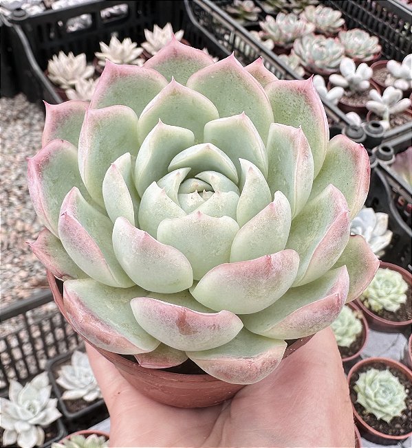 E. CREAM BERRY POTE 9