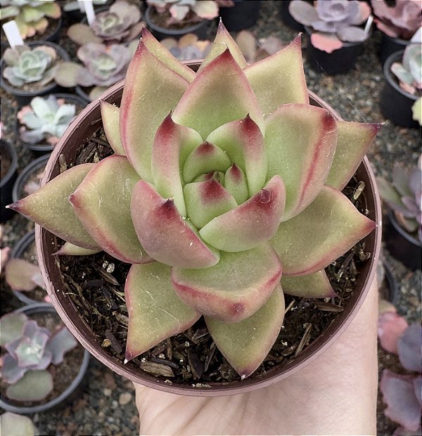 E. AGAV. ANTARES POTE 9