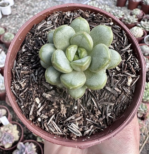 GRAP. AMETHORUM POTE 9