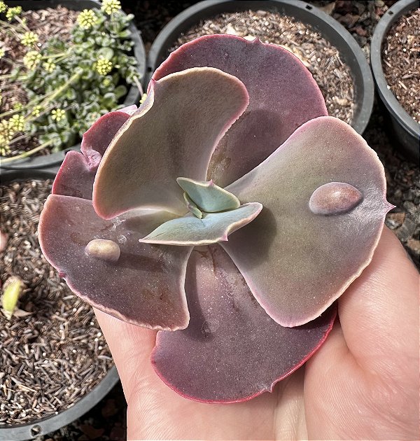 E. GIBB. BUBBLE PURPLE IMPORTADA SEM RAIZ