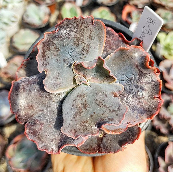 E. GIBB. BACARUS POTE 9