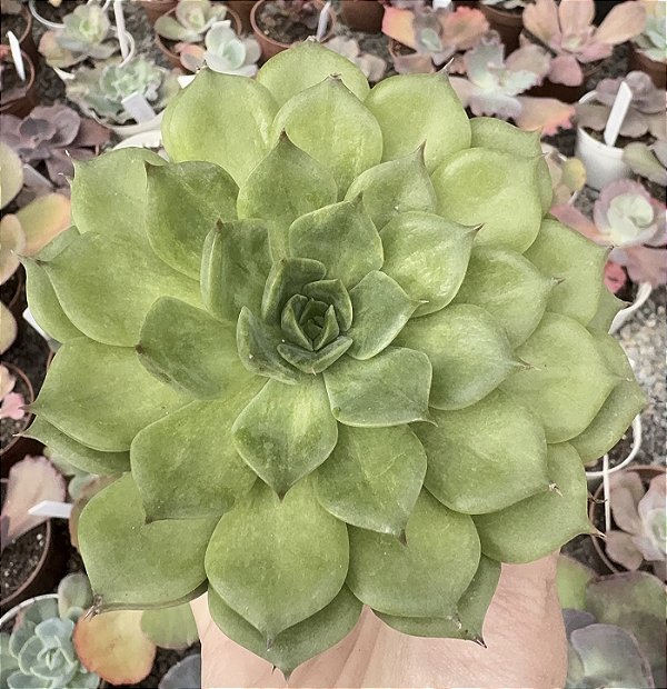E. GREEN ROSE POTE 9