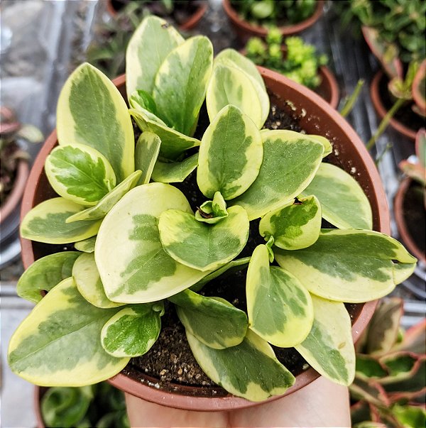 PEPEROMIA GLABELLA VARIEGATA CUIA 13
