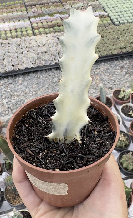 EUPHORBIA LÁCTEA VARIEGATA POTE 9