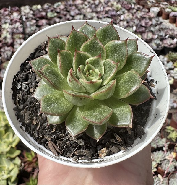 E. FIONA X LILACINA POTE 9