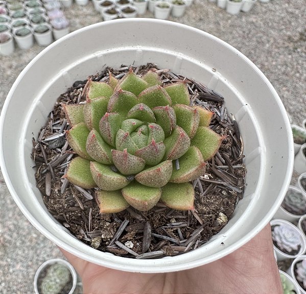 E. SETORUM VICTOR POTE 9