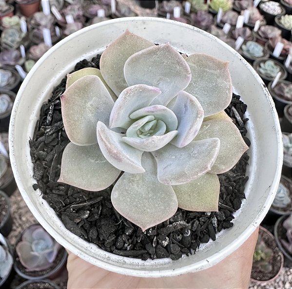 E. DIVA POTE 9