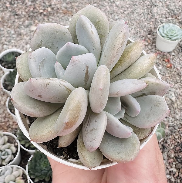 E. LUNAR WORD POTE 9