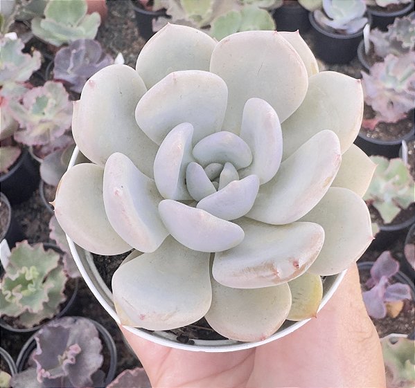 E. LUNAR WORD POTE 9