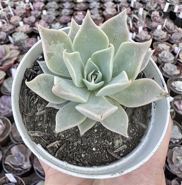 E. AQUILA POTE 9