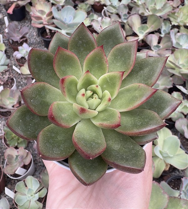 E. AGAV. SCORPION POTE 9