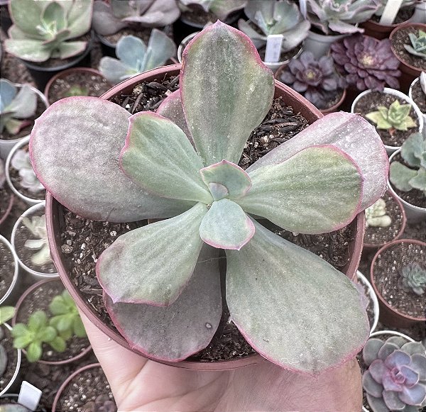 E. GIBB. DREAMS AND PHANTASMS POTE 9