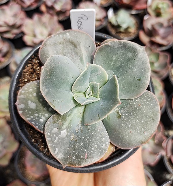 E. GIBB. ROSA DE JADE POTE 11