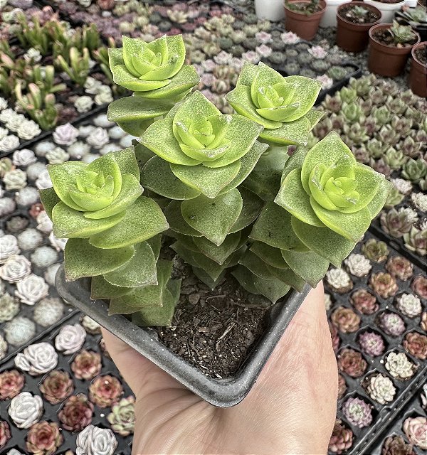 C. PERFORATA VERDE POTE 7