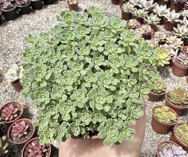 RHODIOLA PACHYCLADOS POTE 9