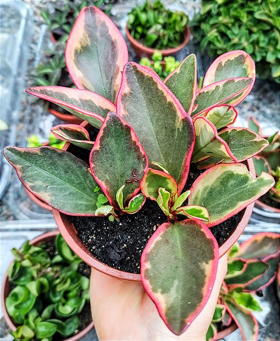 PEPEROMIA TRICOLOR CUIA 13