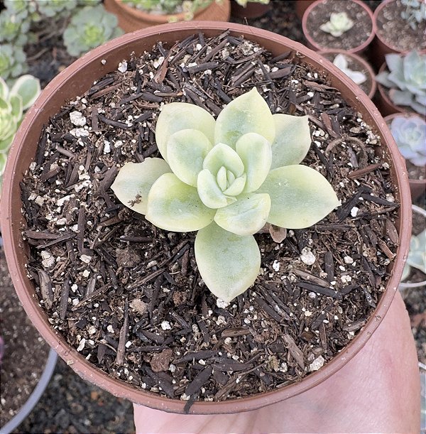 G. FANTOME VAR. POTE 9